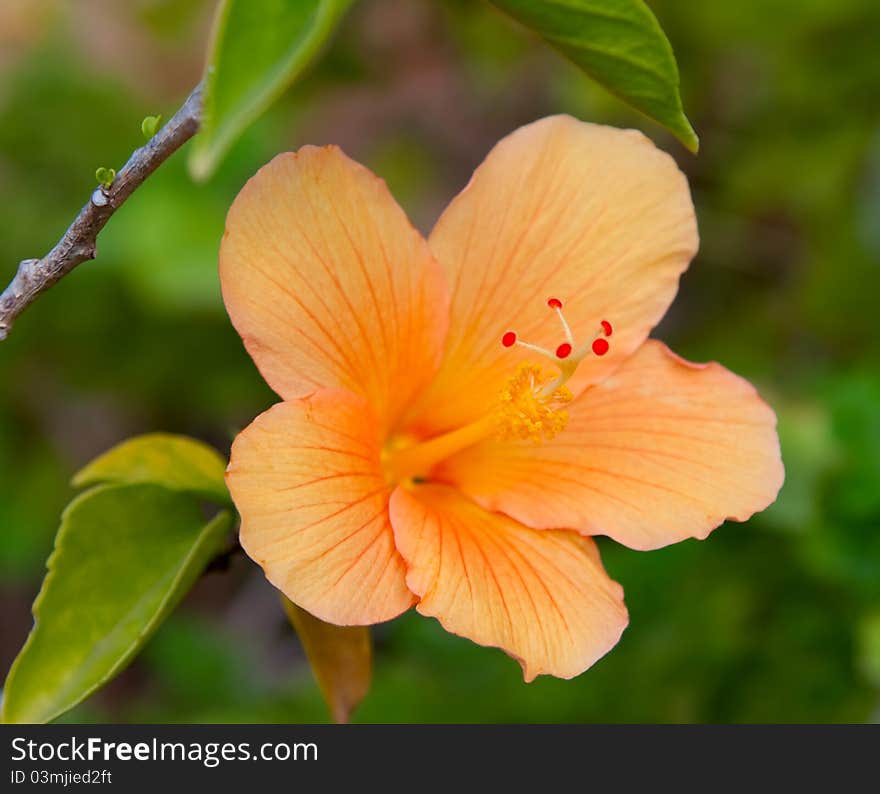 A beautiful orange hibiscus flower in garden