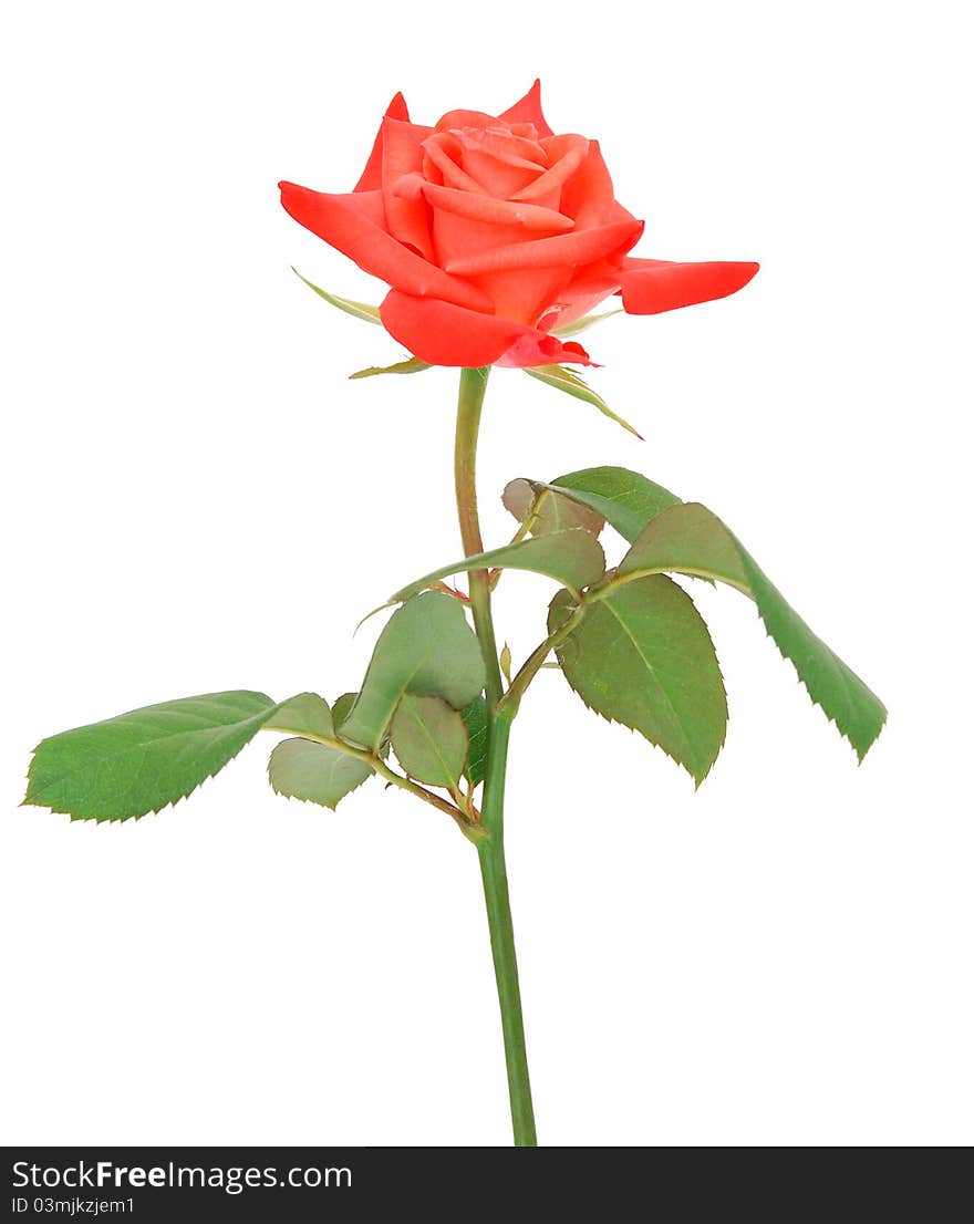 A stem gift rose isolated white