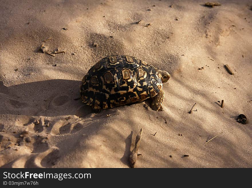 Leopard Spotted Tortoise on Kalahari Desert sand.