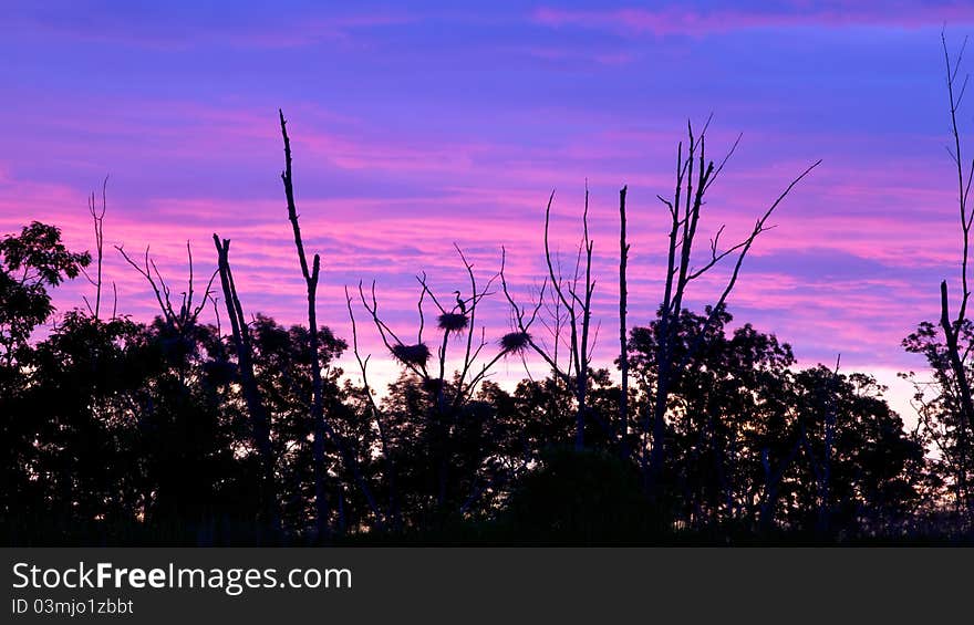 Rookery with multiple nests set against the early morning sky with Heron standing in it’s nests. Rookery with multiple nests set against the early morning sky with Heron standing in it’s nests.