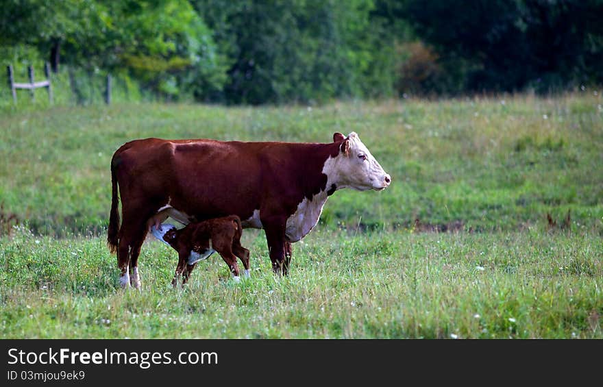 Female Cow with baby cafe feeding