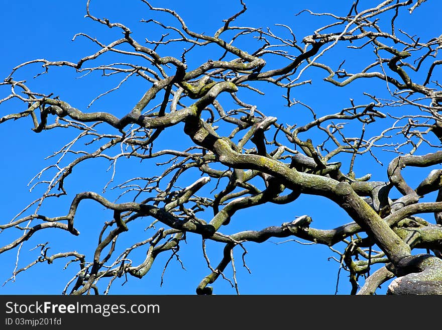 Wild tree set against dark blue sky