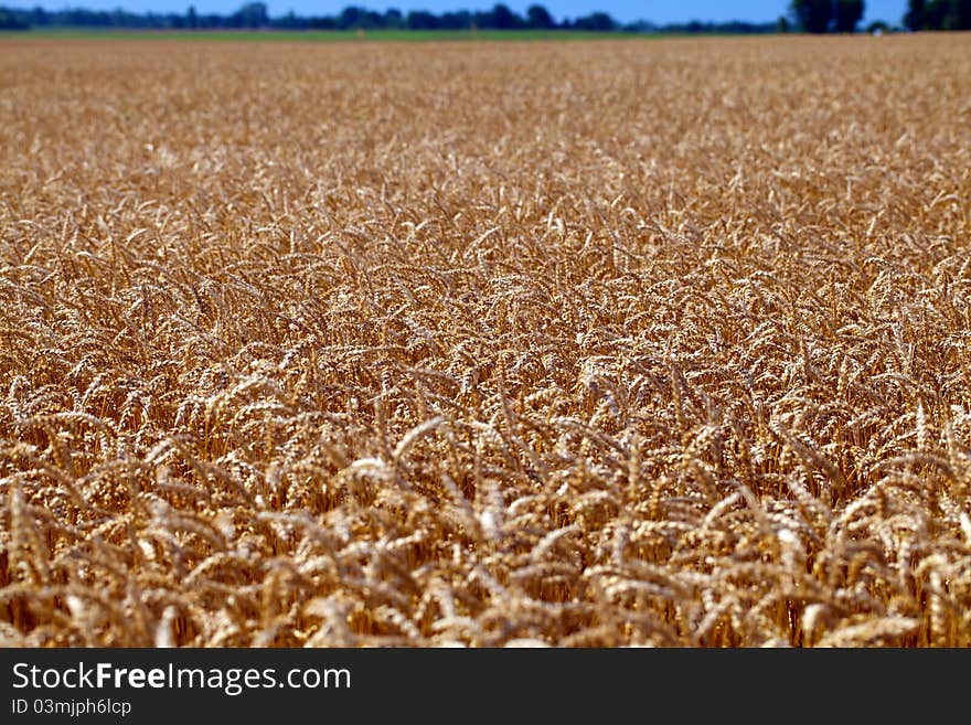 Field of grain ready for harvest for the farmer