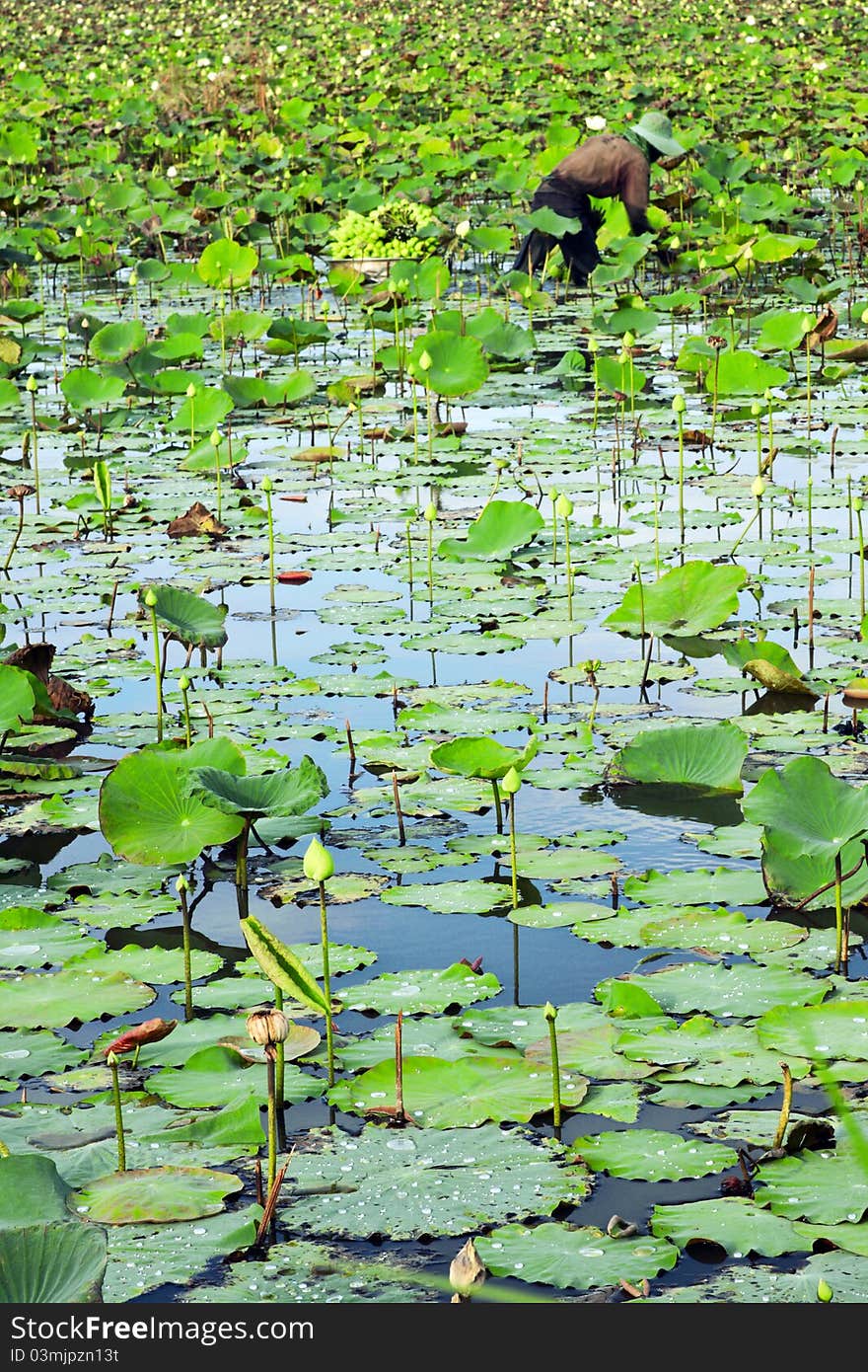 People are harvesting their lotus. People are harvesting their lotus.