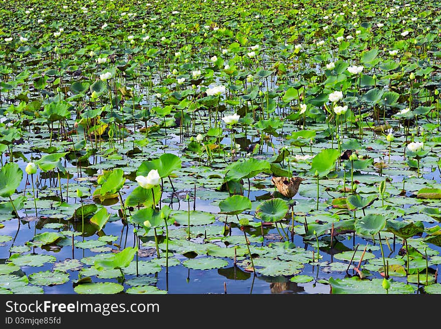 Lotus plant for sale. For the Buddha. Lotus plant for sale. For the Buddha.