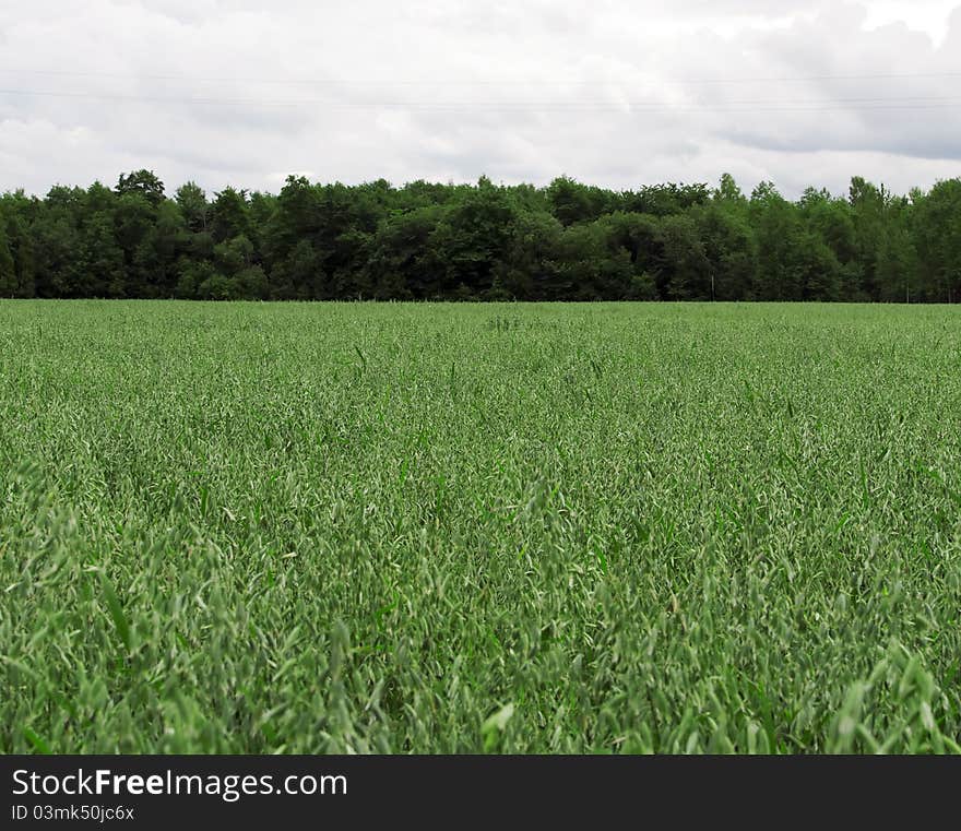 Estonian Summer Landscape At Summer