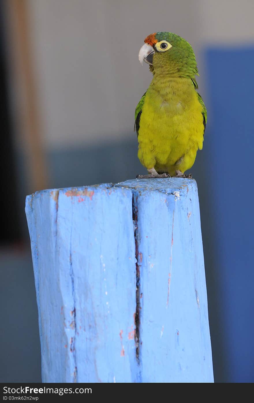 Green parrot