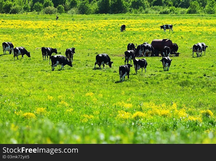 Black and white cows on a green field