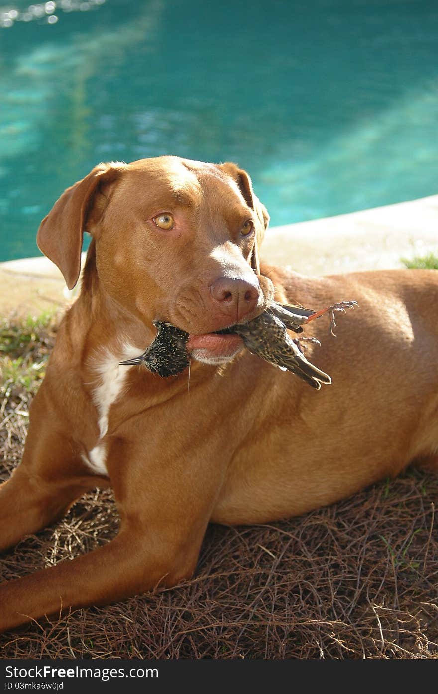 Dog Laying With Its Prey