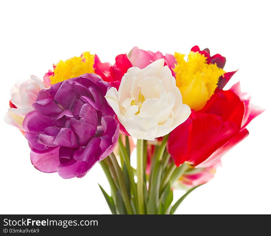 Bouquet of tulips isolated on white