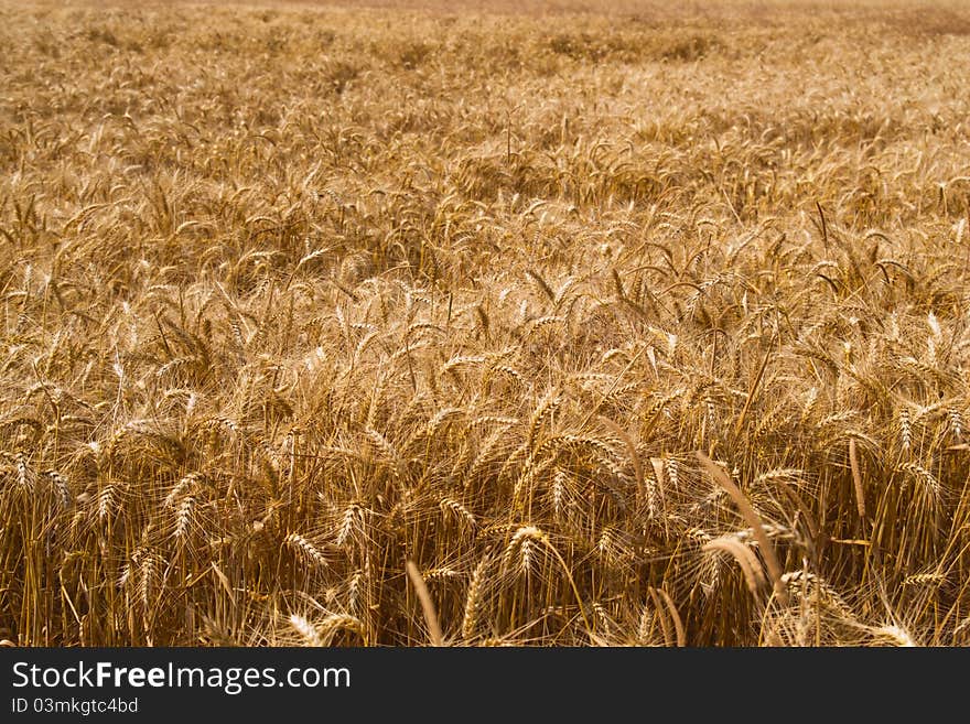 Field of gold wheat in sunny day. Field of gold wheat in sunny day