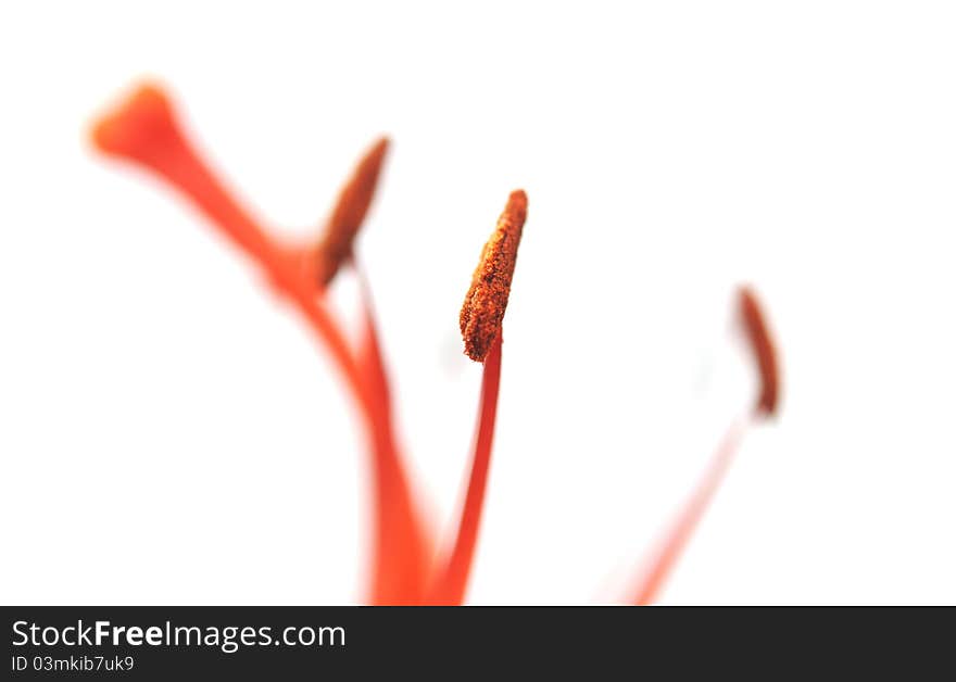 Orange lilies on white background