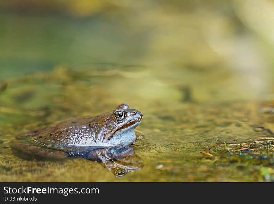 Common water frog or green frog in pond close-up. Common water frog or green frog in pond close-up