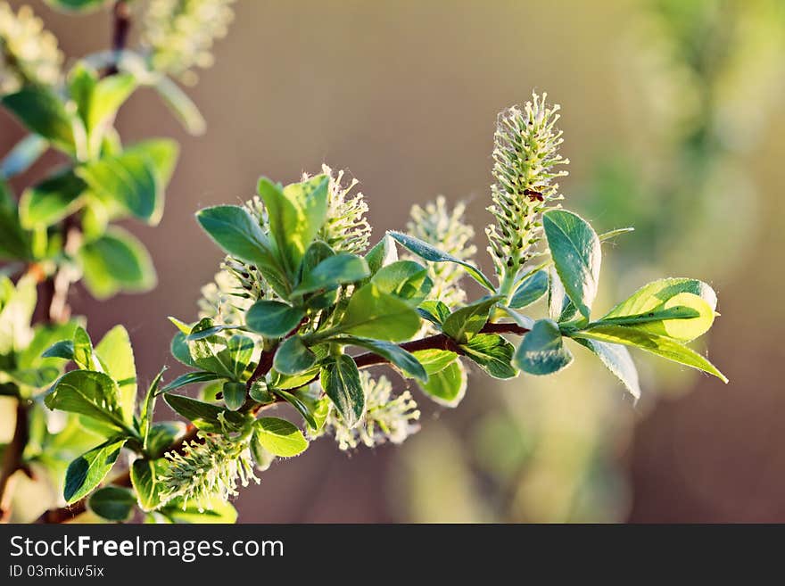 Spring tree flowering - lamb's-tails detail macro. Spring tree flowering - lamb's-tails detail macro