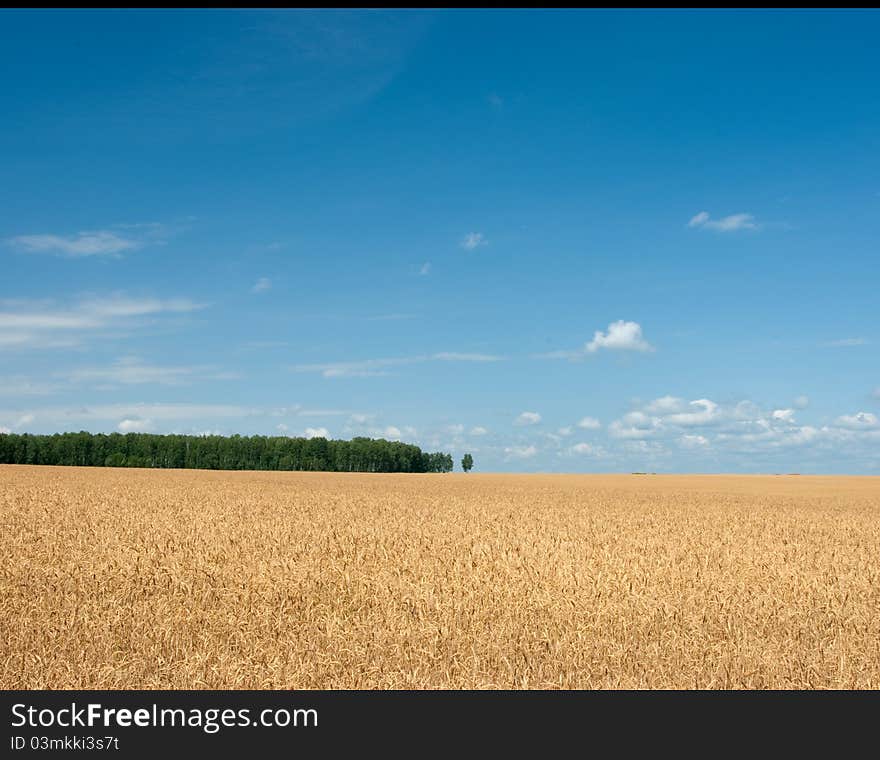 Rye field under the blue sky