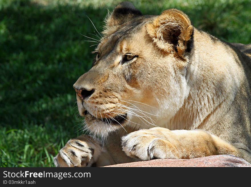 Close Up Of Female Lioness Intensely Looking To The Left