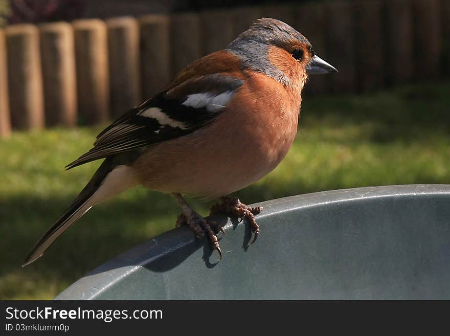 Chaffinch (Fringilla coelebs) resting on a garden chair.