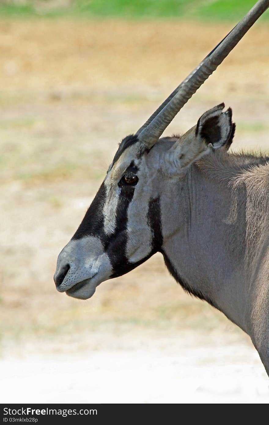 Oryx Antelope