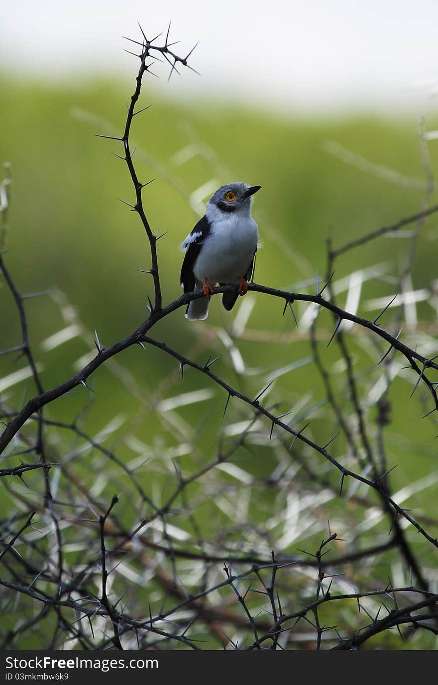 White-Crested Helmet-Shrike in Acacia thorn bush, Okovango Delta. White-Crested Helmet-Shrike in Acacia thorn bush, Okovango Delta.