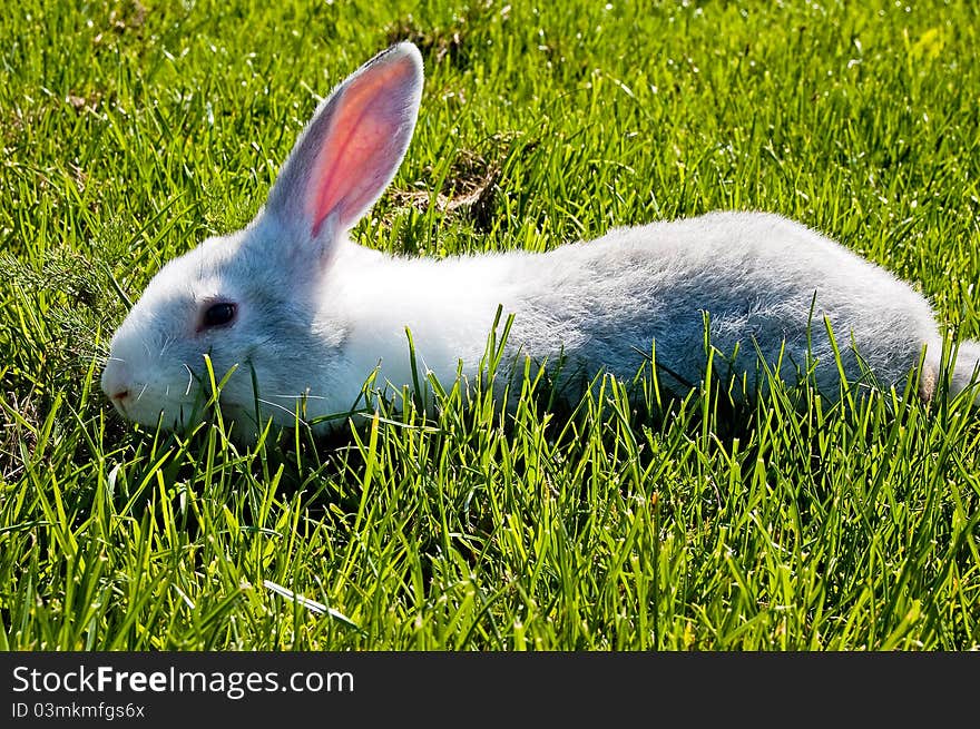 Small rabbit running after young green grass. Small rabbit running after young green grass