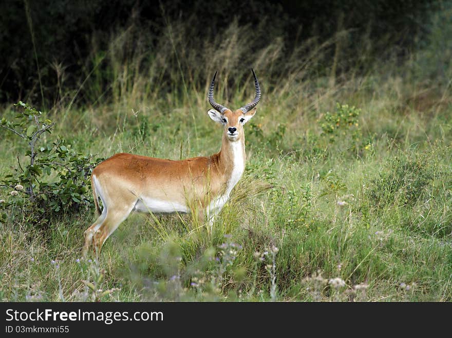 Red Lechwe antelope, water loving animal with partially webbed hooves.