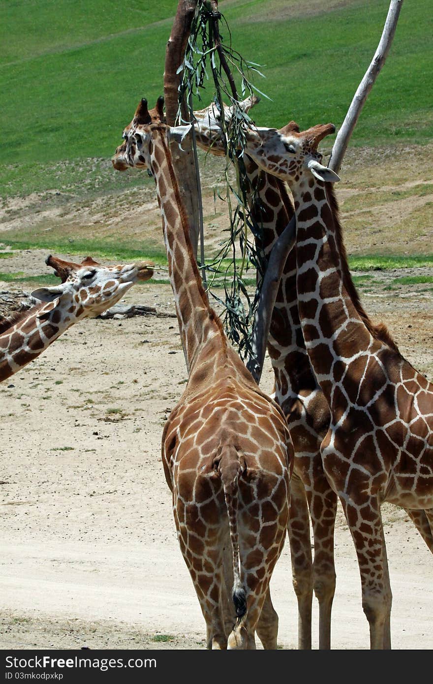 Group Of Giraffes Feeding In Tall Tree