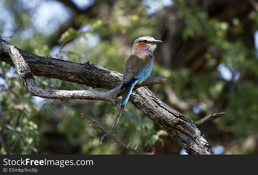 Lilac Breasted Roller. Indigenous to South Africa. Lilac Breasted Roller. Indigenous to South Africa