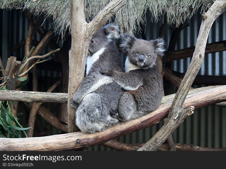 Koala of kangaroo island, australia