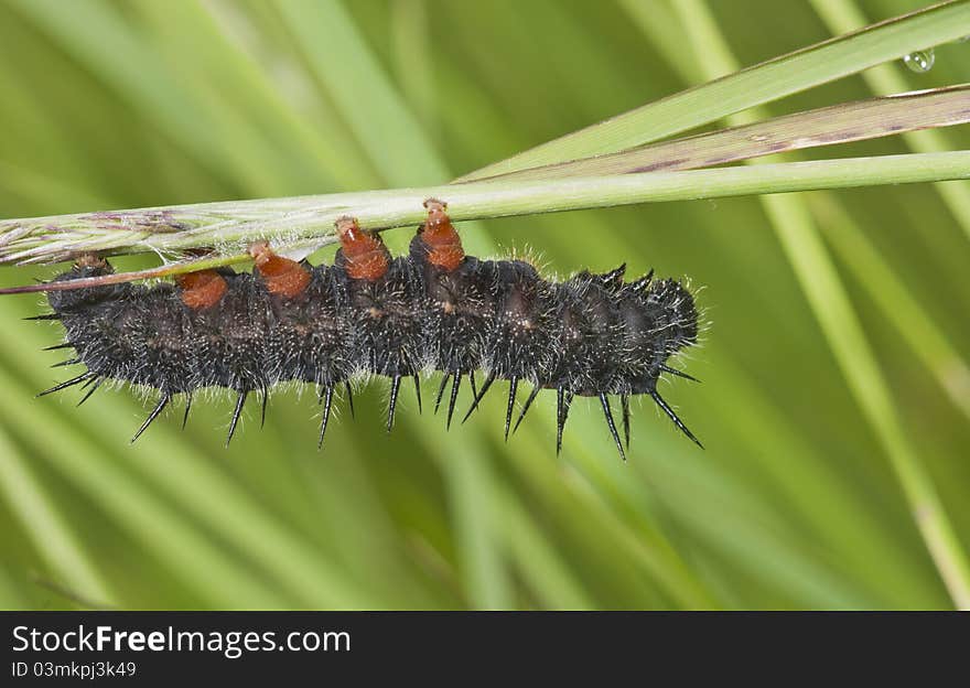 Caterpillar of the Peacock eye on a grass.