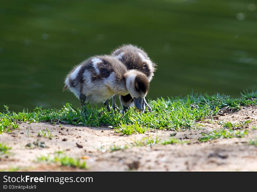 Two duckling on a grass background. Two duckling on a grass background