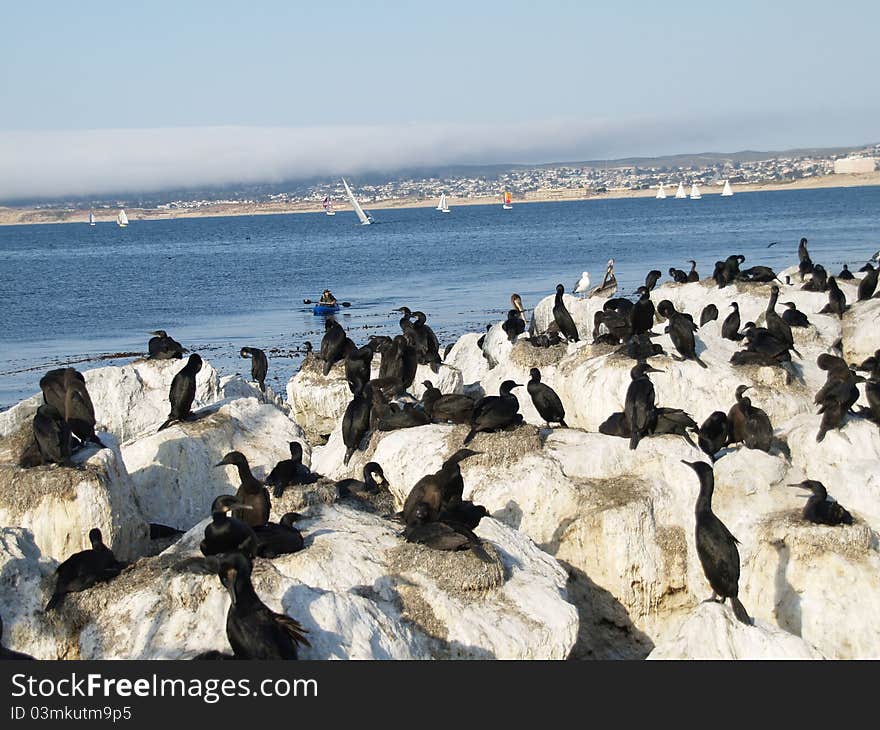 Monterey Cormorants