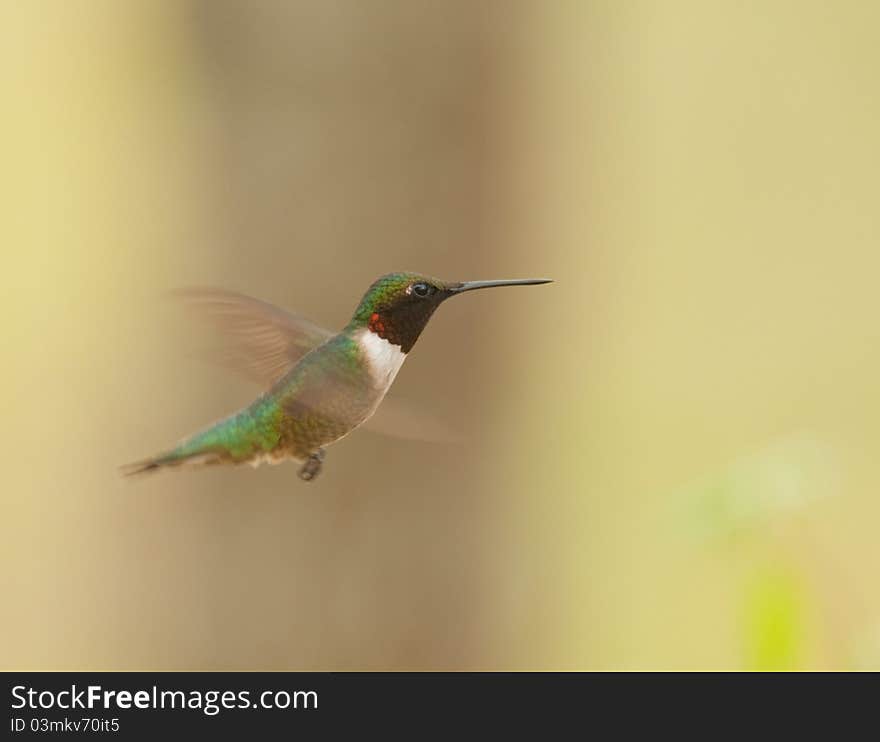 Male ruby throated hummingbird in flight. Male ruby throated hummingbird in flight