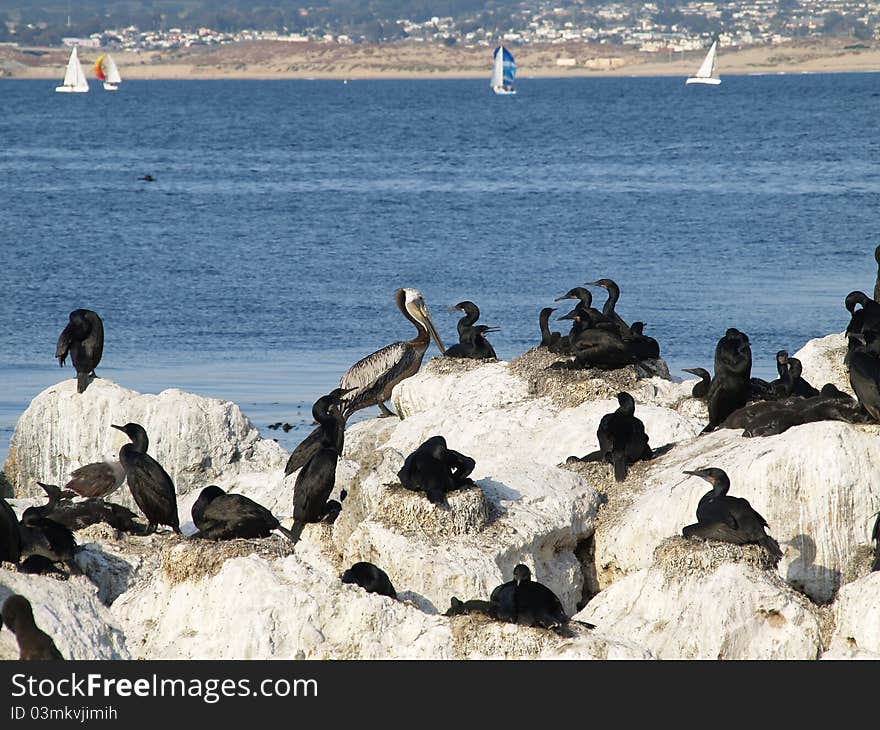 View of a colony of cormorants nesting on rocks in Monterey Bay, California. . View of a colony of cormorants nesting on rocks in Monterey Bay, California.