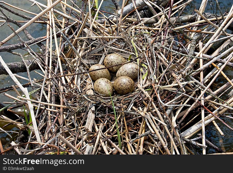 Bird's eggs in the nest on amongst water thickets