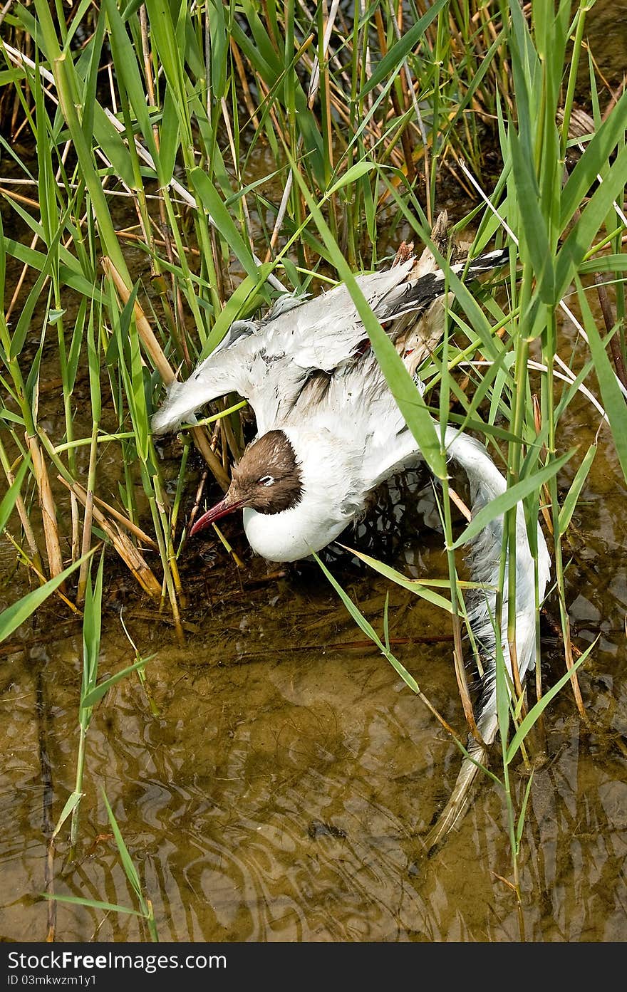 Dead seagull