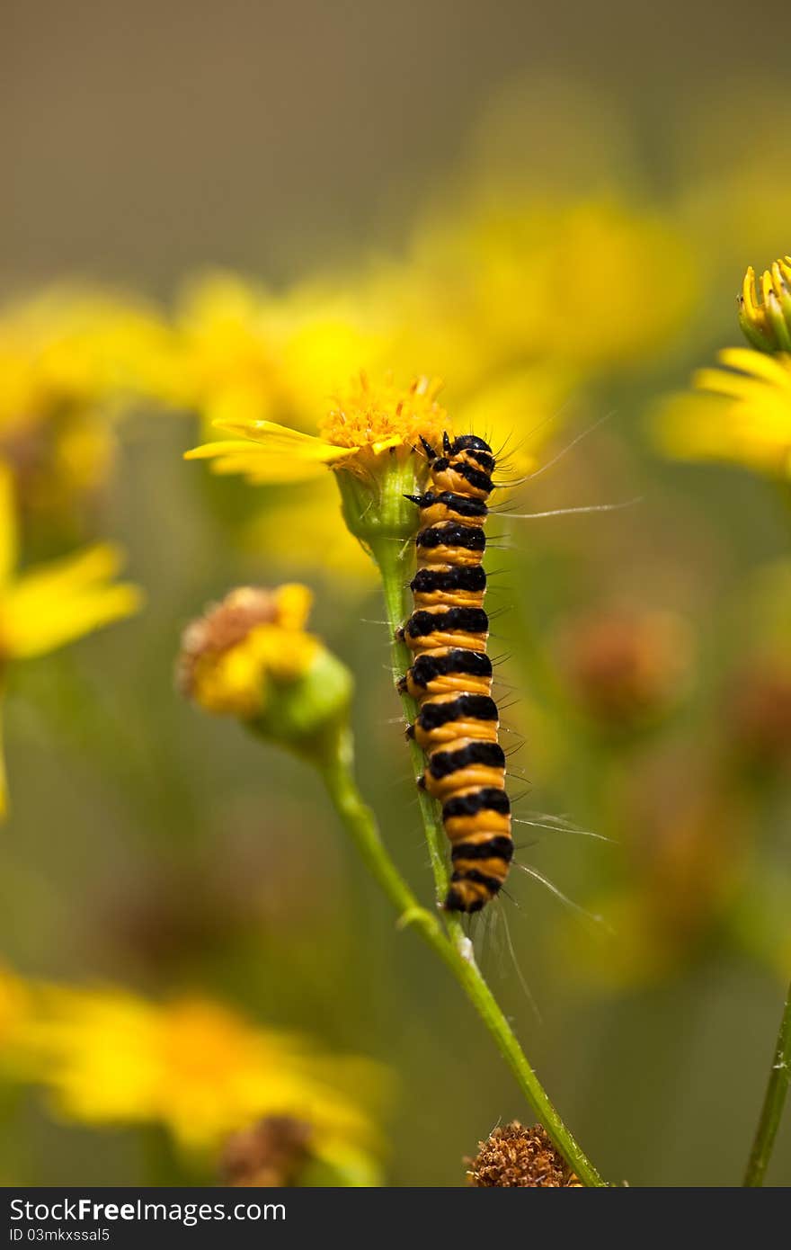 Orange and black catepillar on a flower