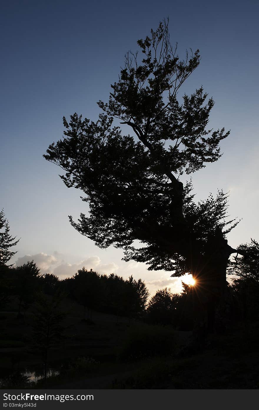 Tree at sunset