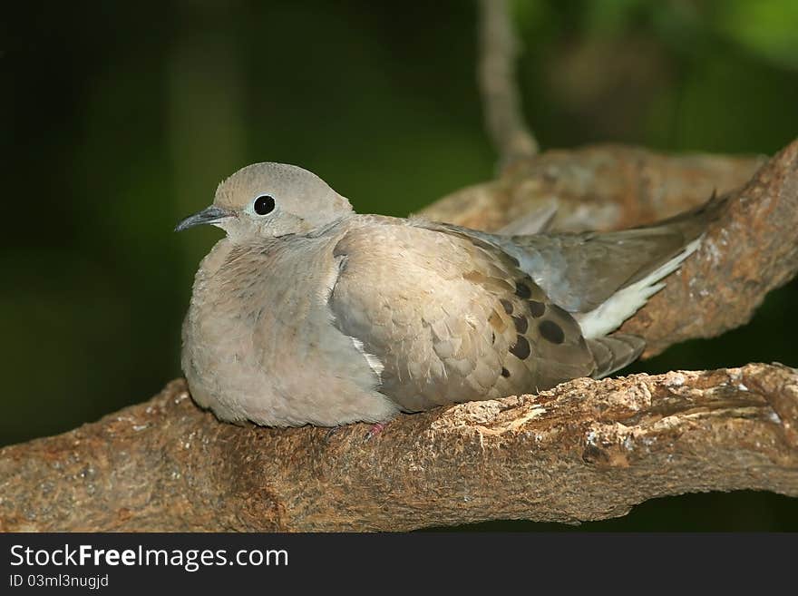 Mourning Dove (Zenaida macroura)