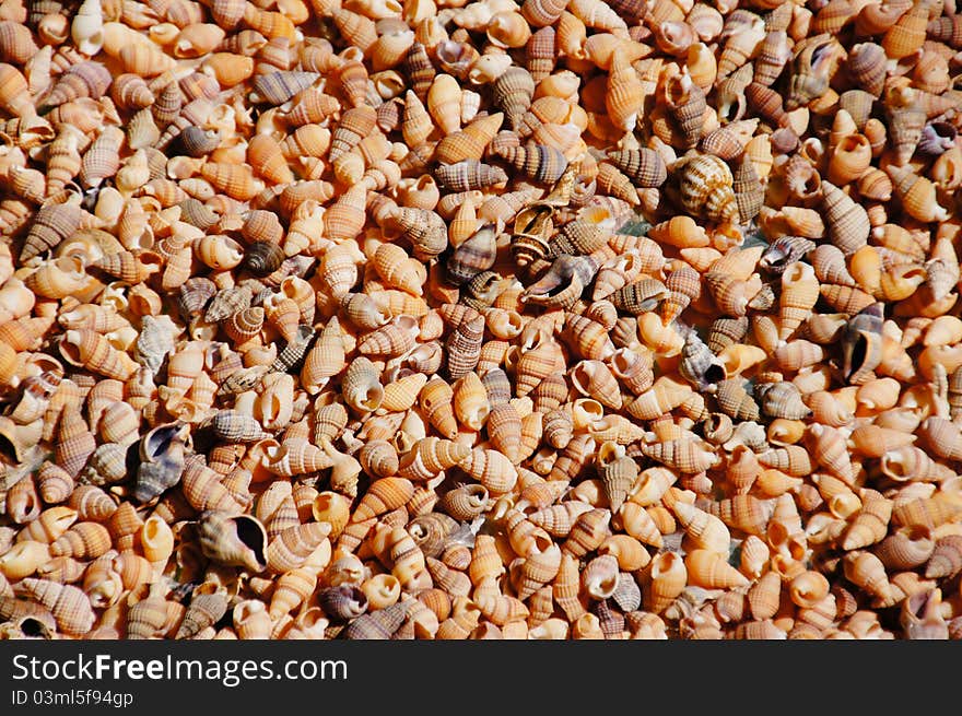 A bunch a tiny seashells in the sun