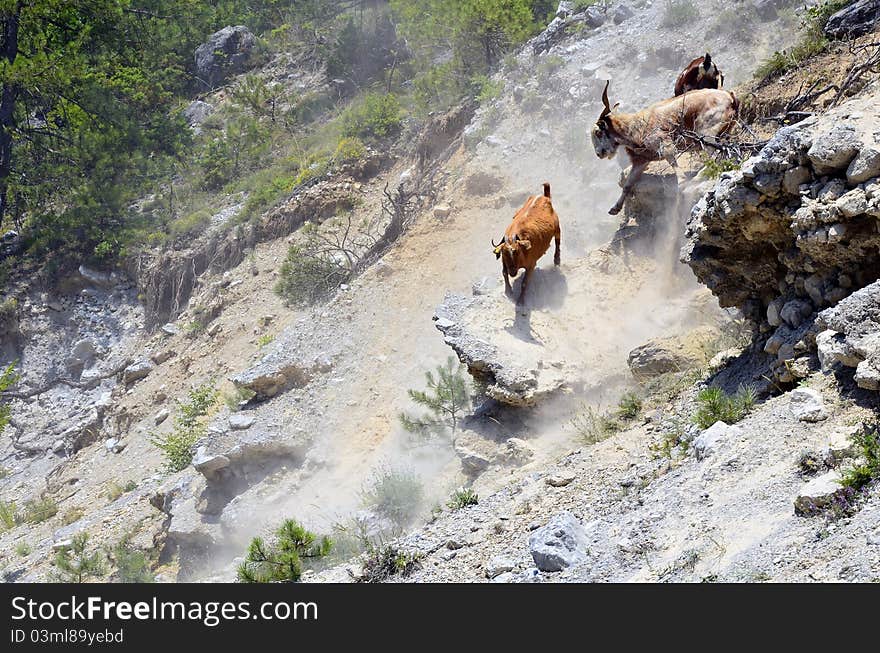 Goats on rocks