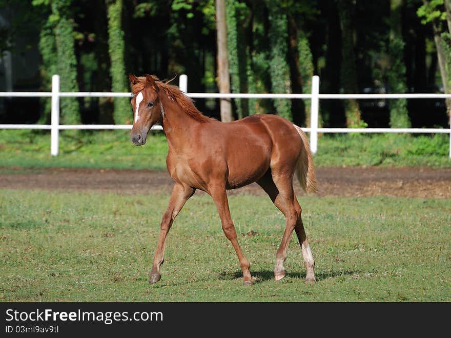 Free colt on the farm on summer time. Free colt on the farm on summer time