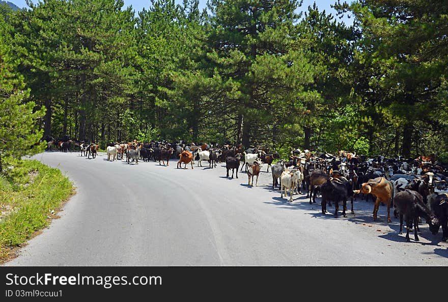 Goats on a road in the forest