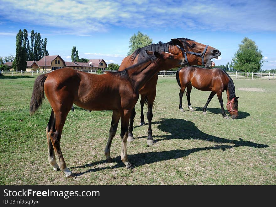 Mares and foal on the farm. Mares and foal on the farm