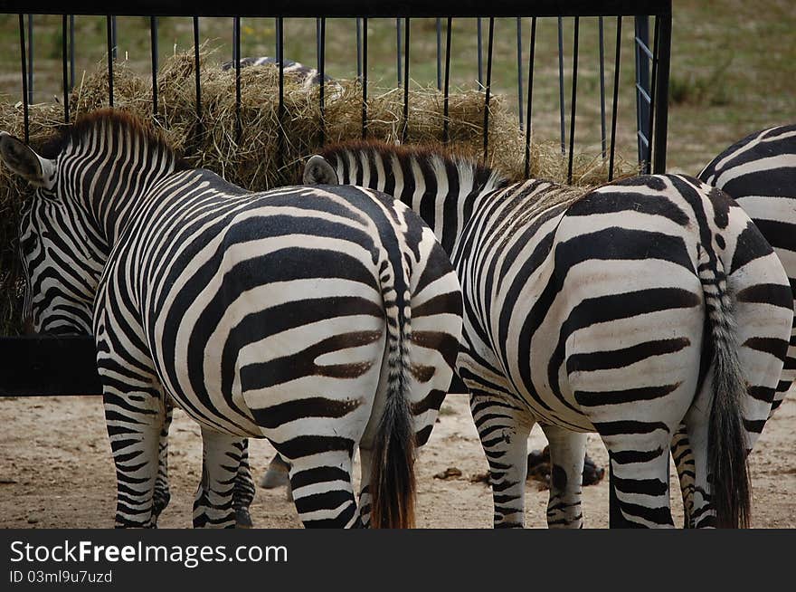 Two zebras eating view from behind