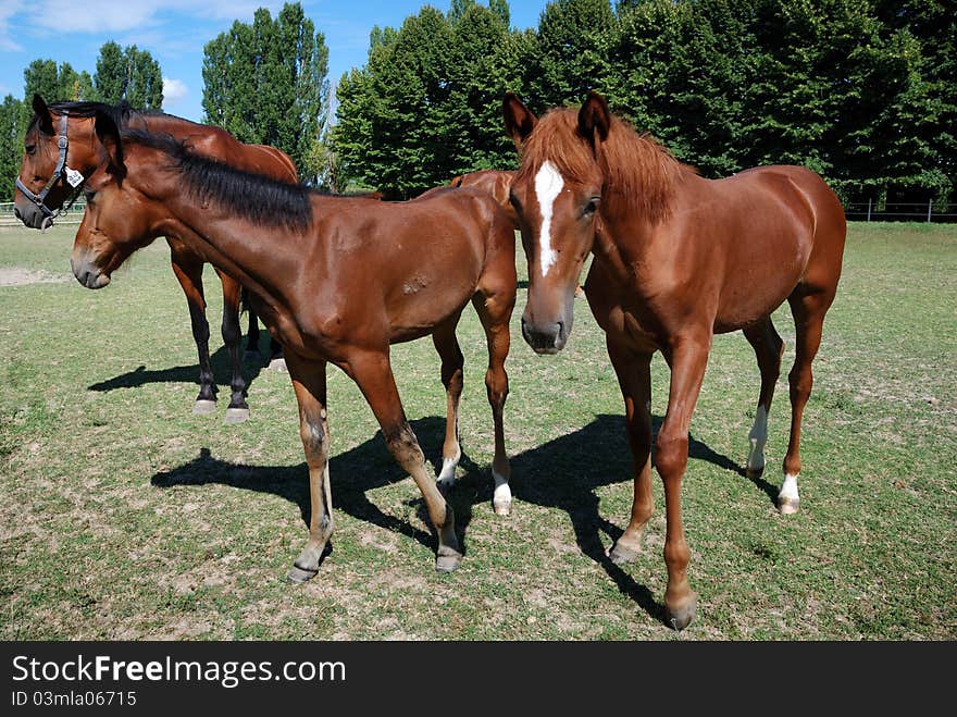 Mare and foals on the farm on summer day. Mare and foals on the farm on summer day