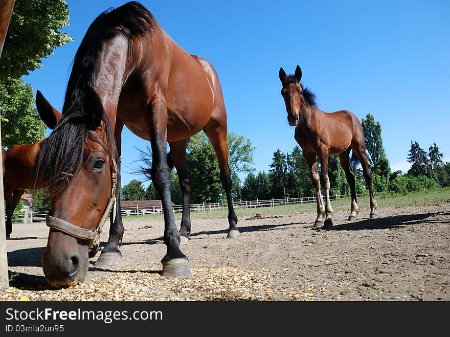 Mare and foal grazing in the farm on summer day. Mare and foal grazing in the farm on summer day