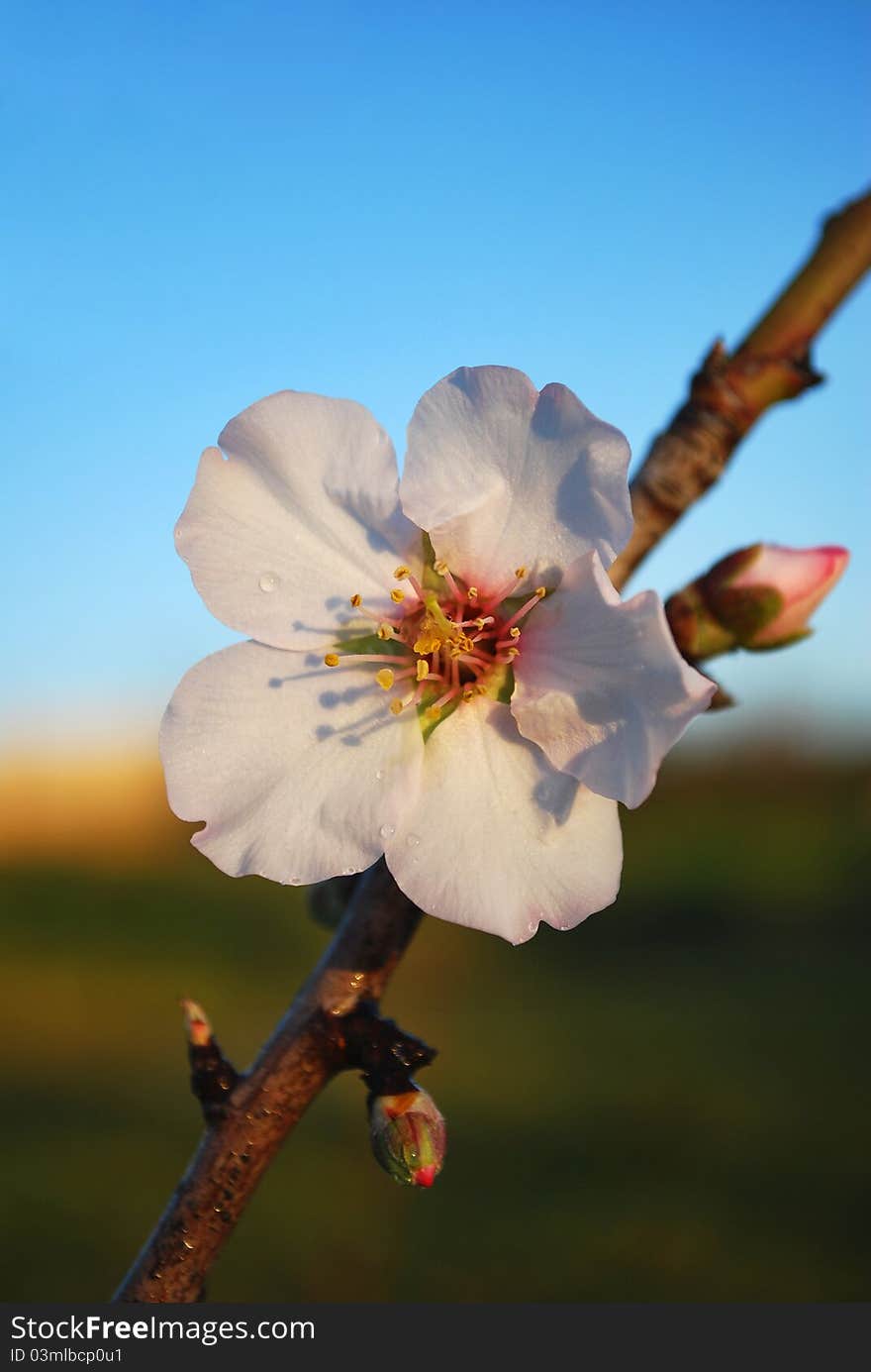 Flower of an almond tree