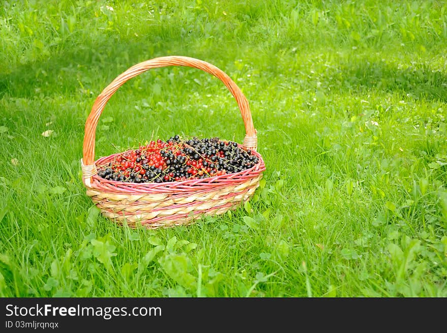 Basket With Black And Red Currants On Green Lawn