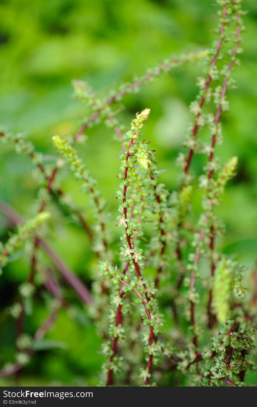 Beetroot Seeds On Stalks