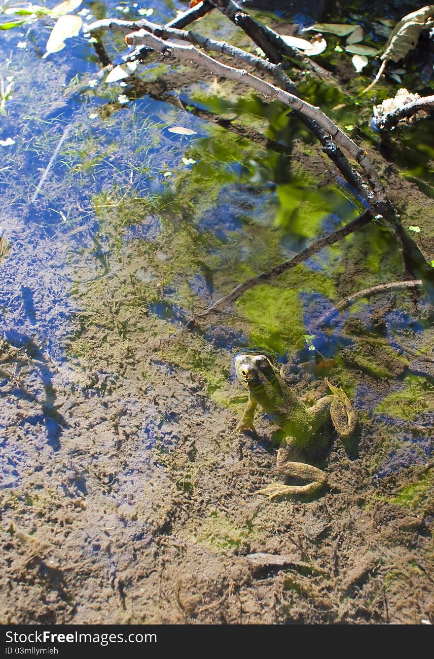 Frog In Pond With Plants